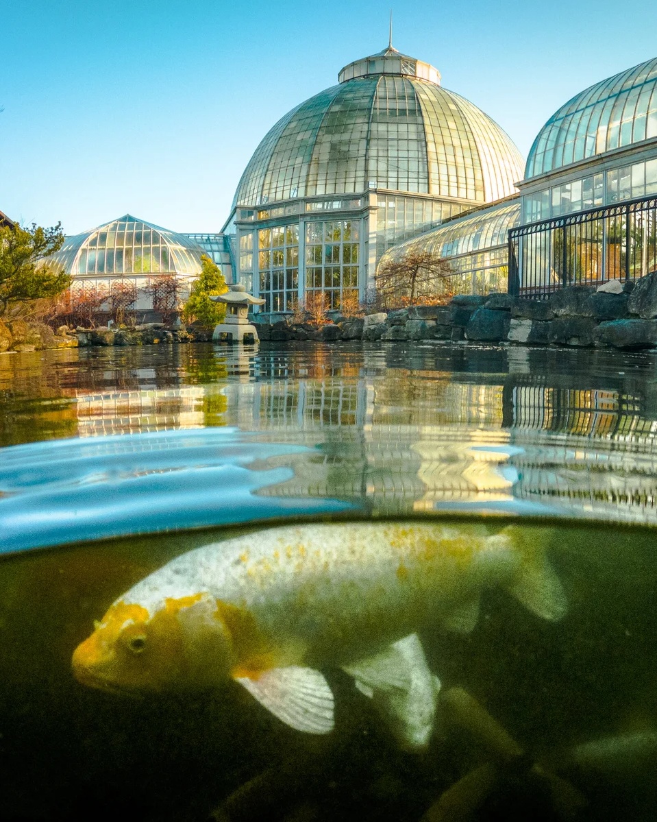 Belle Isle's koi fish are in the basement, waiting out a 75-year overdue renovation